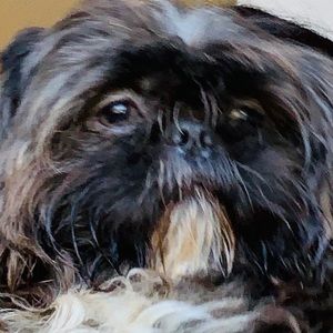 Meet your Posher, Pauline